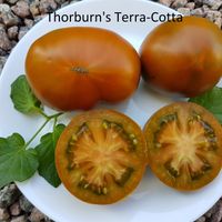 Thorburn's Terra-Cotta